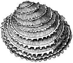 Image result for Gnidia mollis