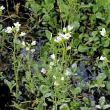 Image result for Cardamine obliqua