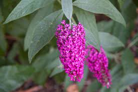 Buddleia Davidii Summer Beauty Has Deep Pink Conical Shaped Panicles Of Flowers On A Medium Sized Woody Shrub The Orange Flower Seeds Plants Bedding Plants