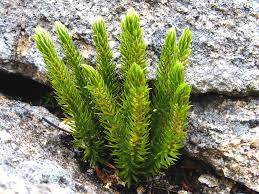 Image result for Aporrhiza