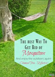 How to get rid of them fast. Best Way To Get Rid Of Mosquitoes Must Have Mom