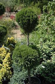 Most pines are hardy to zone 3 or 4. Get Spartan Juniper Pom Pom In Mi At English Gardens Nurseries Serving Clinton Township Dearborn Heights Eastpointe Royal Oak West Bloomfield And The Plymouth Ann Arbor Michigan Areas