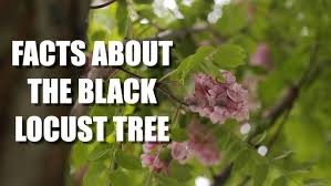 Image result for Eulophia seleensis