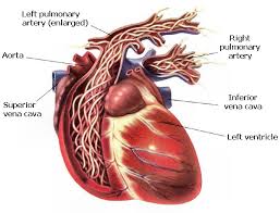 The cat strain, called feline panleukopenia virus (fpv), is a significant disease threat amongst the feline community, but it cannot be transferred to canines. Heartworm In People Worms Germs Blog