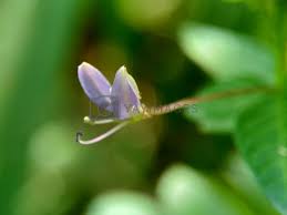 Image result for Cleome rutidosperma