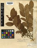 Image result for Pericopsis