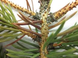It is important not to leave pods and stumps on the trunk so that the plant will recover better. Spruce Problems
