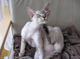 Jun 19, 2018 · in short here's what to do if you suspect your dog has ringworm: How To Tell If Your Dog Has Ringworm Pethelpful