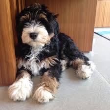 Tri Colour Bernedoodle Gracie Cute Dogs Animals Beautiful Puppies And Kitties