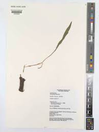 Image result for Pseudopodospermum hispanicum