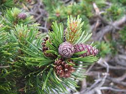 How to grow pine trees. Pinus Mugo Wikipedia