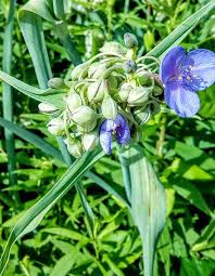 Without them, there would be limited flowers and even fewer fruits and vegetables. 6 Fall Plants Pollinators Love Triangle Gardener Magazine