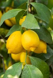 Image result for lamon.