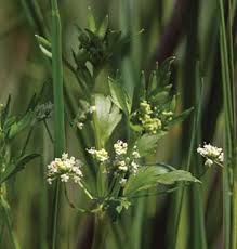 Image result for Apium graveolens