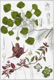 Image result for Trapa natans