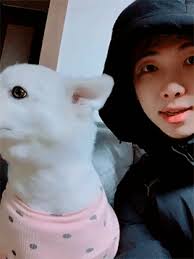 El integrante de bts le hizo un gran festejo a su mascota. Rm And His Dog Best Friends Furever Rm Army Amino