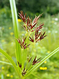 Image result for Cyperus longus