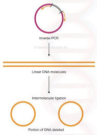 Site Directed Mutagenesis Methods And Applications Genetic Education Wiskunde Biologie