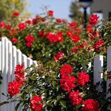 Jul 14, 2021 · 12 butterfly bush varieties 12 photos. Easy Care Roses This Old House
