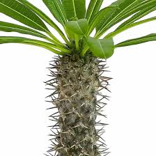 Image result for Pachypodium
