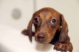 A dog getting her period is usually referred to as the dog going into heat. it usually occurs about twice a year, with the first cycle coming sometime between the time the dog reaches six. How To Survive And Thrive During Fear Periods Dogsactually