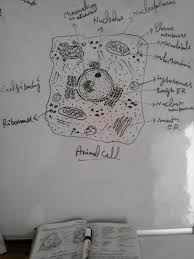 Important facts about animal cells. Important Facts About Plants And Animals Diagram Of Animal Cell Facebook
