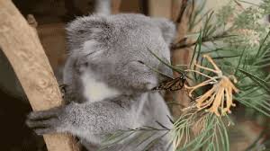 Just Animals Doing Animal Things 30 Gifs Imgur Cute Animals Cute Animal Videos Funny Koala