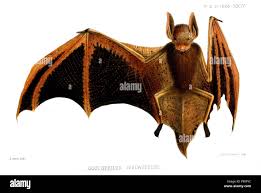 Image result for Rhabdophyllum welwitschii