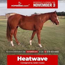 Image result for tbn:tVj6rqcH-AQR9M::www.pregonagropecuario.com.ar/images/caballo_overo.jpg