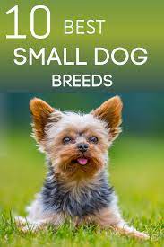 10 best small dog breeds for your home best small dogs best small dog breeds small dog breeds