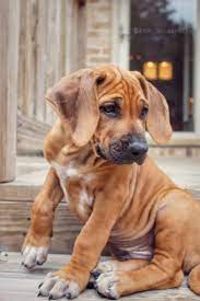 8 Weeks Cute Dogs Dogs Rhodesian Ridgeback Puppies