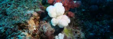 Image result for Pavetta gurueensis