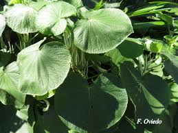 Image result for Piper umbellatum