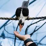 African Bird Encounter