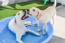 Holistic health care for pets. Dog Days San Diego