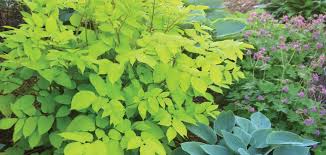 Lime green perennials and annuals: 2020 Perennial Plant Of The Year Aralia Sun King Johnson S Gardens