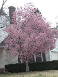 The first european to visit the area that is now alabama was hernando de soto. Pretty Alabama Blooming Tree Blooming Trees Pretty Flowers Tree