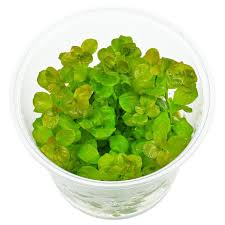 Image result for Floscopa glomerata