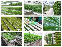 Penyemaian bibit tomat sebaiknya menggunakan media. 10 Rahasia Bisnis Hidroponik Untuk Pemula Gratis