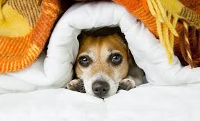 Best comfy calming dog bed in 2021. 8 Best Winter Dog Beds Giving Your Canine A Cozy Place To Sleep