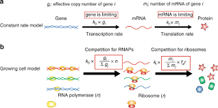 Maybe you would like to learn more about one of these? Homeostasis Of Protein And Mrna Concentrations In Growing Cells Nature Communications