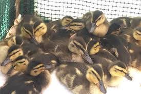 What do you feed baby ducks in emergency? Wildlife Care Center In O C Seeks Help Feeding Nearly 900 Orphaned Ducklings Ktla