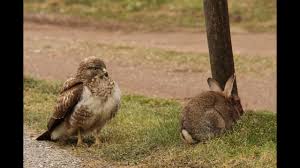 De buizerd (buteo buteo) is een middelgrote tot grote roofvogel uit de familie van de havikachtigen. Buizerd Met Haas Buteo Buteo Versus Lepus Youtube