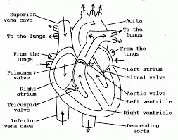 Heart Blood Flow Diagram Human Anatomy Diagram Clip Art