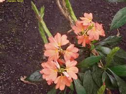 Image result for Strephonema mannii