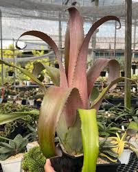 Image result for Blumea adamsii