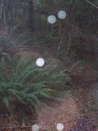 101,084 likes · 1,928 talking about this. Orbs Faeries Circling Deer Ghost Orbs Paranormal Pictures Rose Oil Painting
