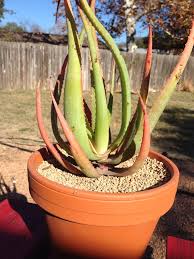Image result for Aloe spicata