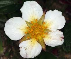 Image result for Fragaria chiloensis