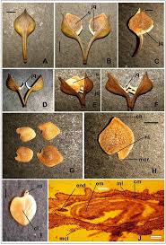 Image result for Ecbolium hastatum